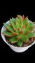 Agavoides Scorpion P09 na internet