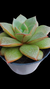 Echeveria Scarlat White P09 - comprar online