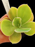 Echeveria Sweet Snow Var P09 - comprar online