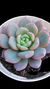 Echeveria Loveme P09 na internet