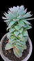 Echeveria Boil Rose (Importada Espanha) P09 na internet