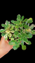 Aeonium Domesticum Variegata P09 na internet