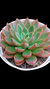 Echeveria Obscuris (Importada Koreia) P09 na internet