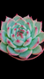 Echeveria Beatrice P09 - comprar online