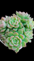 Echeveria Jilin (Colônia) P09 - comprar online