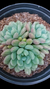 ECHEVERIA BLUE FEATHER CUIA 18 na internet