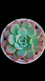 Echeveria Pink Buble P09 - comprar online