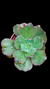Echev Gibb Midway P09 - comprar online