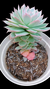 Echeveria Boil Rose (Importada Espanha) P09 - comprar online
