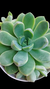 Echeveria Ice Berg P09 - Maria Rita Suculentas
