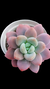Graptoveria Loko P09 - comprar online