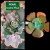 GIBB PEARL (Sai Carunculas) P15 - comprar online