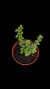Crassula Monticola P09 - comprar online