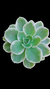 Echev Lemon Lime Variegata P09 - comprar online