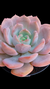 Echeveria Barbie Dool P09 na internet