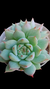 Echeveria Thinghinshu (Dupla) P09 na internet