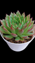 Echeveria Anitta P09 - comprar online