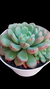 Echeveria Snow Peach P09 na internet