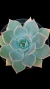 Echeveria Glorious P09 na internet