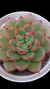 Echeveria Lady Myrcela P09 na internet
