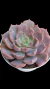 Echeveria Iron Frist P09 - comprar online