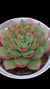 Echeveria Lady Myrcela P09 - comprar online
