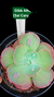 Echeveria Gibbiflora Alhambra (sai carunculas) - comprar online
