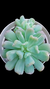 Pachyveria Abucarinata (Importada Koreia) P09 - comprar online