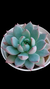 Echeveria Ymmie P09 - comprar online