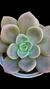 Graptoveria Crenmenaria Ariadne (Dupla ou Mudas) P09 na internet