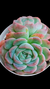 Echeveria Premera (Dupla) P09 - comprar online