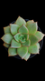 Echeveria Scarlat White P09 - Maria Rita Suculentas