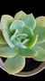 Echeveria Blade Runner P09 - comprar online
