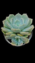 Echeveria Alabaster P09 na internet