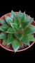 Echeveria Monocerotis P09 na internet