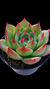 Echeveria Mercury P09 - comprar online
