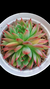 Echeveria Billu (Dupla ou Muda) P09 na internet