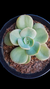 GIBB ROSA DE JADE (Sai Carunculas) P15 na internet