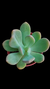 Pachyphytum Bracteosum P09 - comprar online