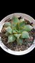 Echeveria Purpussorum White P09 - comprar online