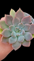 Pachyveria Ayla P09 - Maria Rita Suculentas