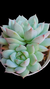 Echeveria Elation (Dupla) P09 - Maria Rita Suculentas