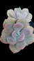 Grap Margareth Rose P09 na internet