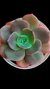 Echeveria Kissis Winter (Dupla) P09 - comprar online