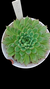 ECHEVERIA ANITA CUIA 15 na internet