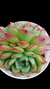 Echeveria Treassure (Dupla ou Muda) P09 - Maria Rita Suculentas
