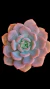 Echeveria Barbie Dool P09 - comprar online