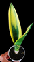 Sansevieria Black Gold P09 - comprar online
