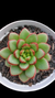 Graptoveria Diamond Heart Chuster Korean P09 - comprar online