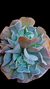 Echeveria Swan Lake (Dupla ou Muda) P09 na internet